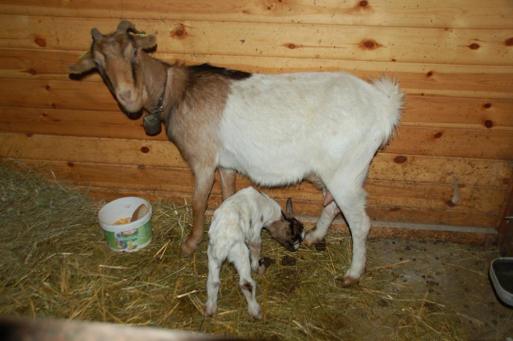 Casa Rural Restaurant Borda Patxeta Canillo Dış mekan fotoğraf